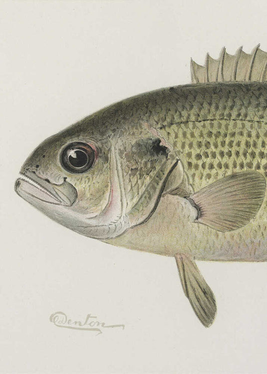 Rock Bass Crop - XL Poster