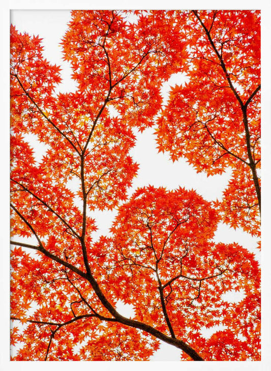 Fiery Autumn Maples - XL Poster