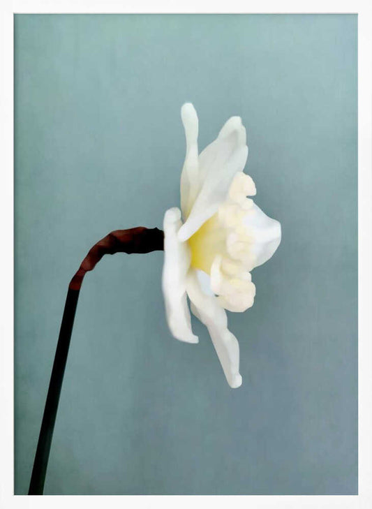 Soft White Daffodil - XL Poster