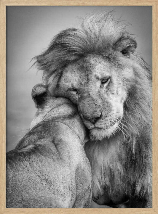 Tender Lion Embrace – B2B