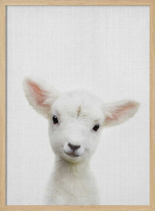 Cute Baby Lamb – B2B