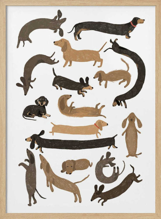 Cute Dachshund Dogs – B2B