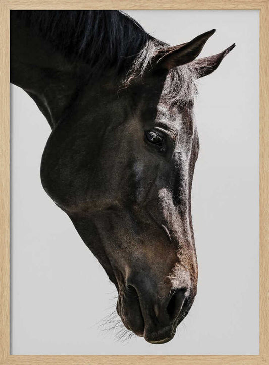 Gentle Equine Gaze – B2B