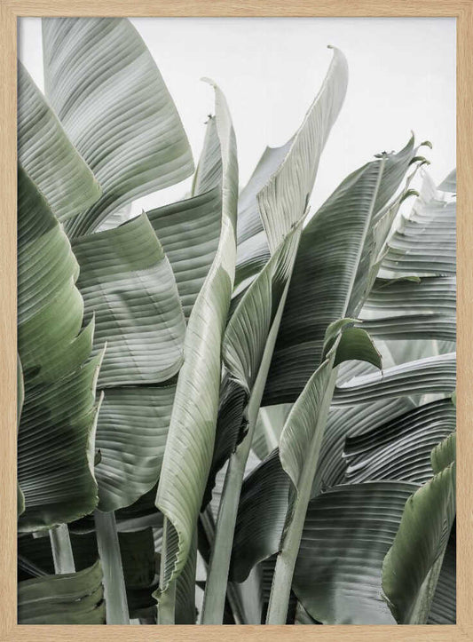 Banana Leaves In Soft Lighting – B2B