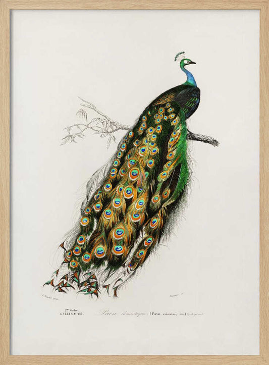 Indian Peafowl Peacock – B2B