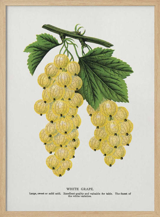 White Grape Lithograph – B2B