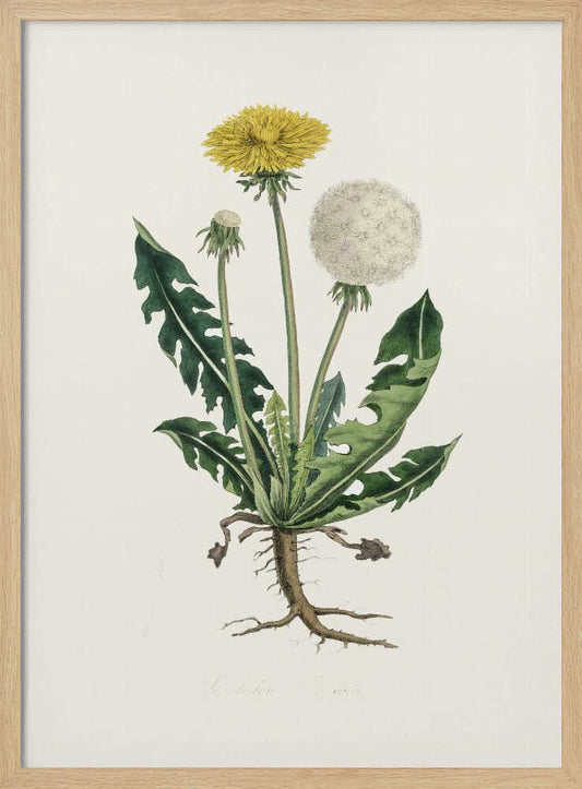 Leontodon Taraxacuma Medical Botany – B2B