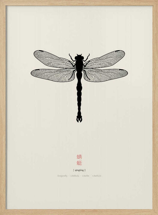 Elegant Dragonfly Study – B2B