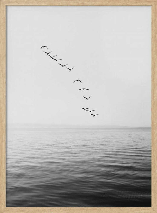 Flying Birds – B2B