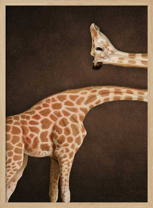 Spotted Giraffe Grace – B2B