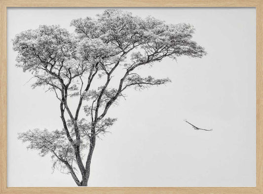 Tree and Bird Flight – B2B
