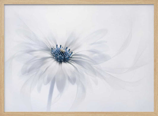 Delicate White Bloom – B2B