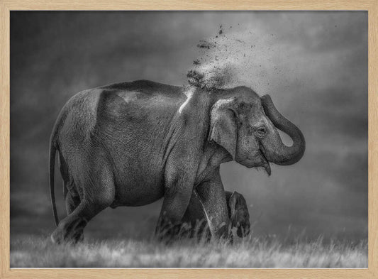 Joyful Elephant Dusting – B2B