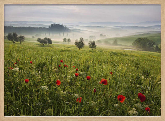Misty Tuscan Poppies – B2B