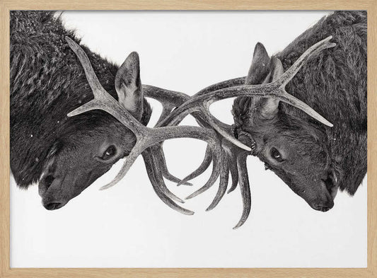 Eye to Eye - Elk fight – B2B