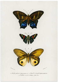 Different Types of Butterflies III – B2B
