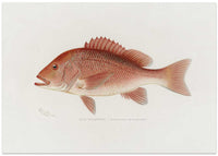 Red Snapper – B2B