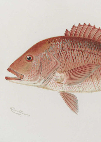 Red Snapper - XL Poster