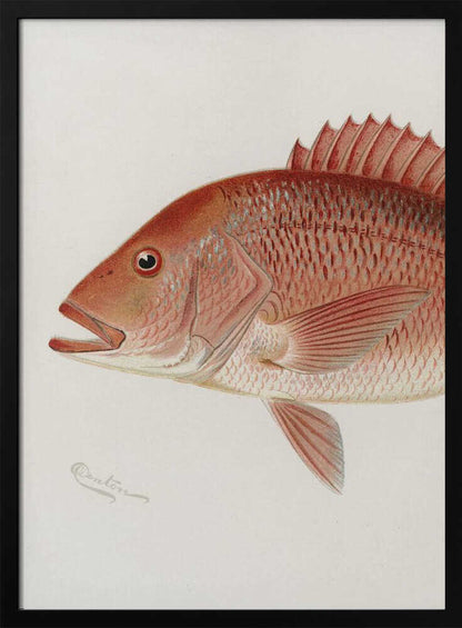 Red Snapper - XL Poster