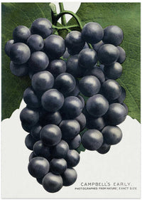 Campbell's Early Grape Lithograph – B2B
