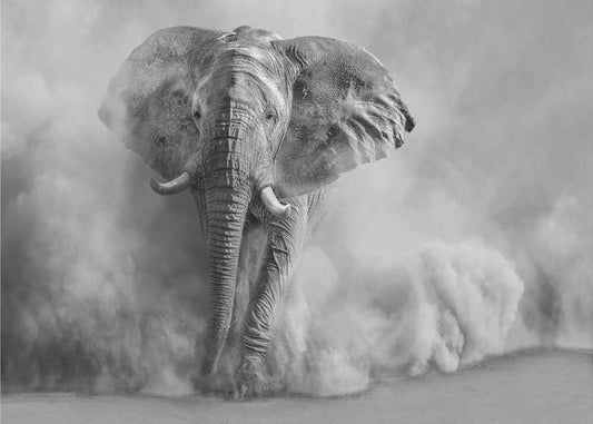 Majestic Elephant Dust Cloud - XL Poster