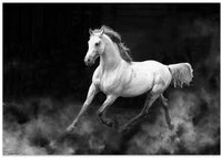 Spirited White Horse Galloping – B2B