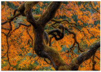 Vibrant Autumn Maple Tree – B2B