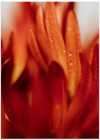 Dewy Orange Petals – B2B