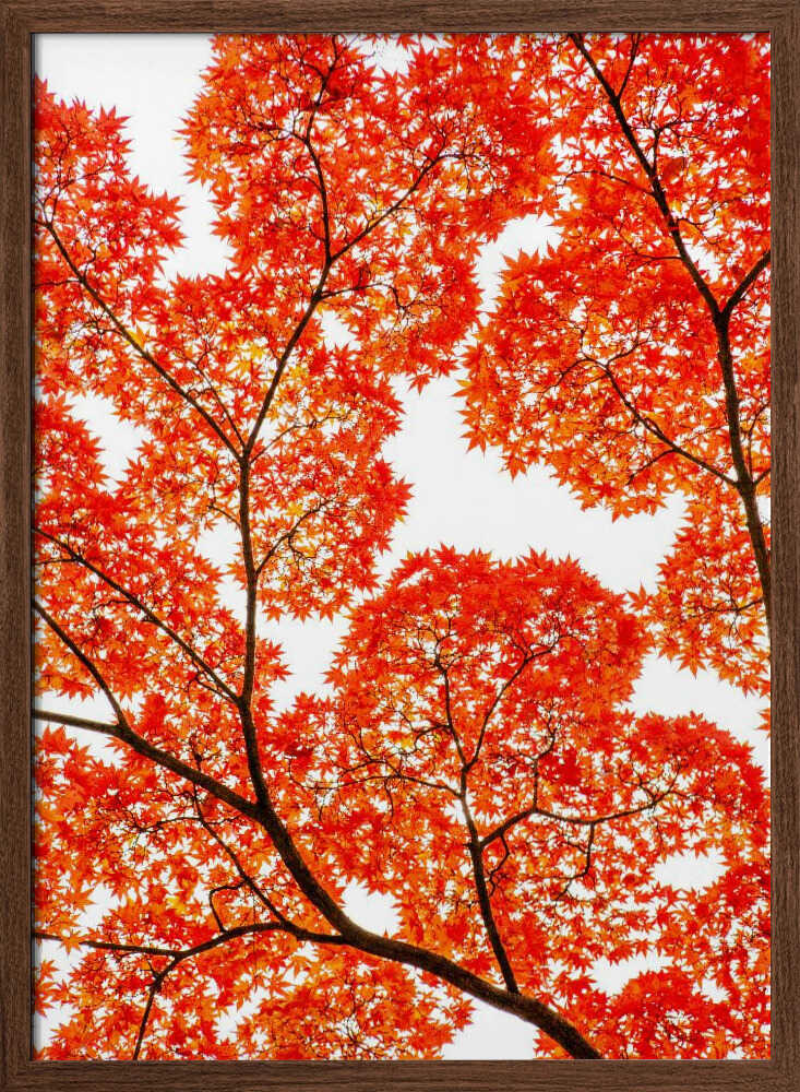 Fiery Autumn Maples - XL Poster