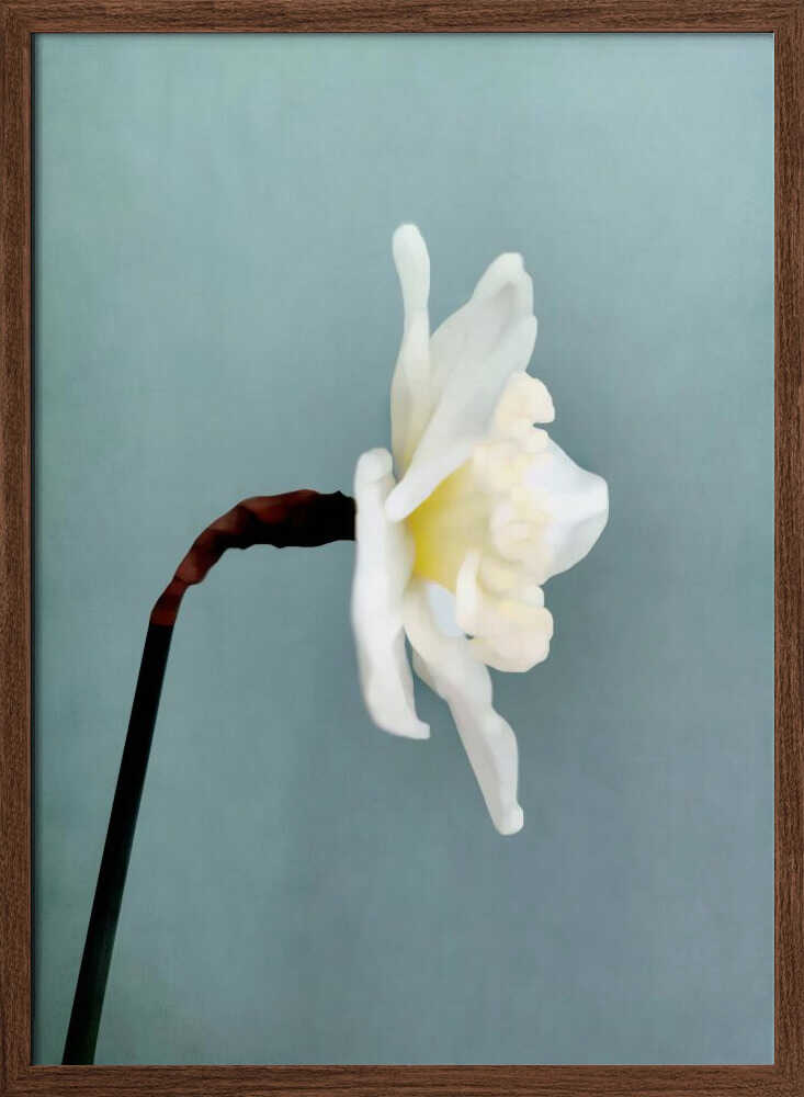 Soft White Daffodil - XL Poster