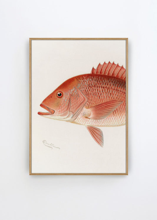 Red Snapper