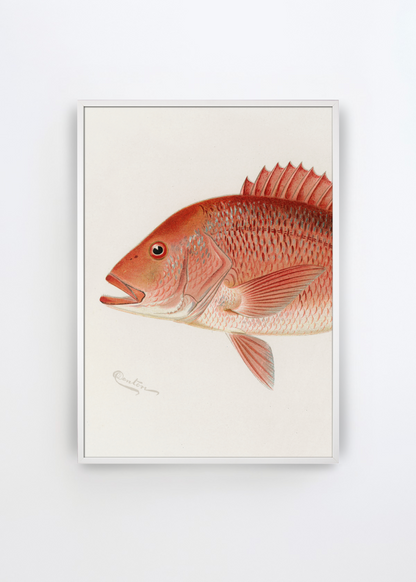 Red Snapper