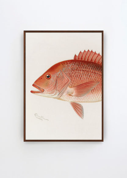 Red Snapper