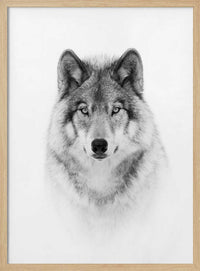 Majestic Wolf Gaze – B2B