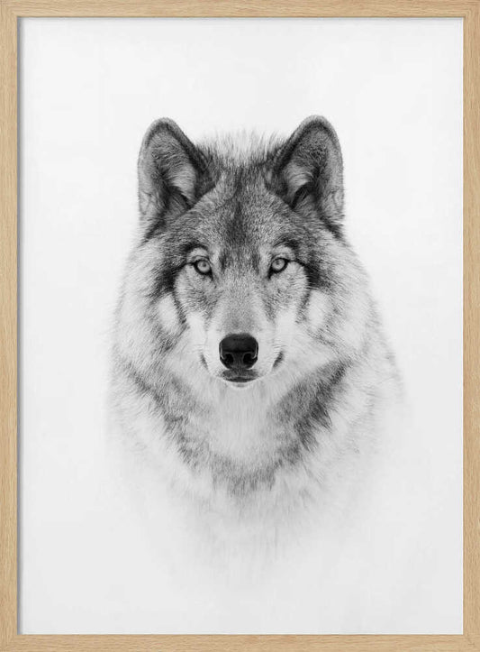 Majestic Wolf Gaze – B2B