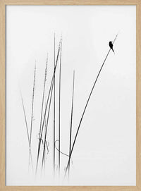 Graceful Reed Bird – B2B