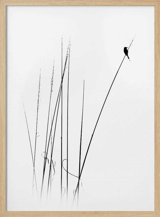 Graceful Reed Bird – B2B
