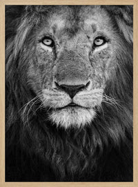 Majestic Lion Portrait – B2B