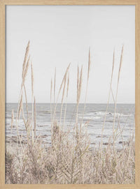 Serene Coastal Grass – B2B