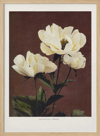 Hærdaceous Peony – B2B