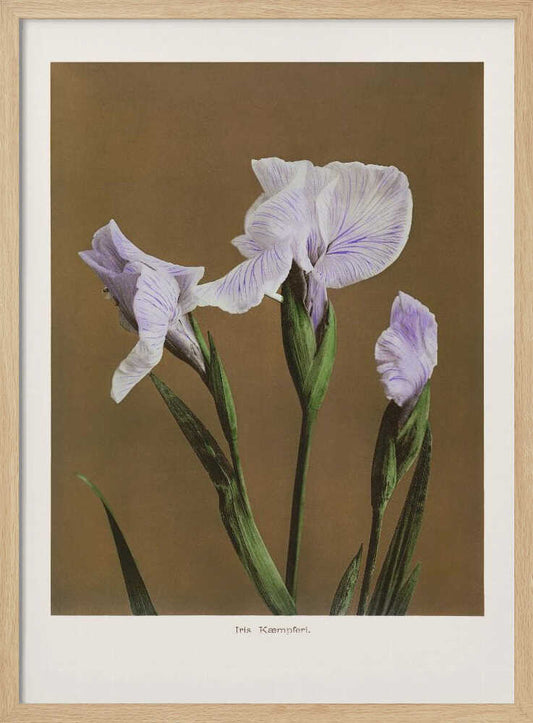 Iris Kæmpferi no2 – B2B