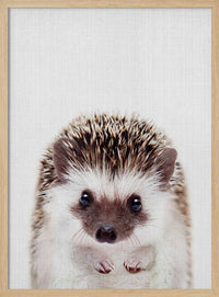 Peekaboo Hedgehog – B2B