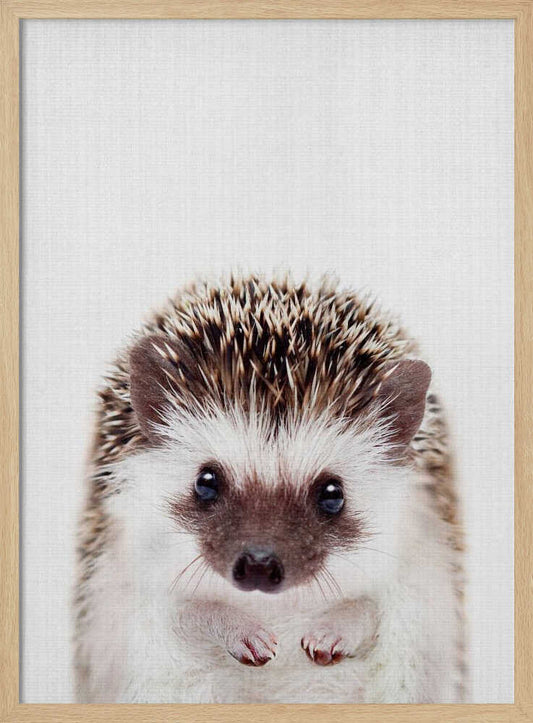 Cute Little Hedgehog – B2B