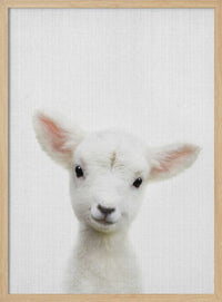 Peekaboo Baby Sheep – B2B