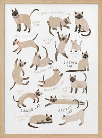 Cute Siamese Cat Poses – B2B