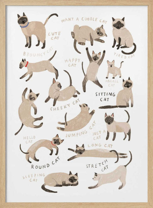 Cute Siamese Cat Poses – B2B