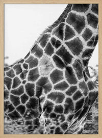 Intricate Patterns Of A Giraffe's Skin – B2B