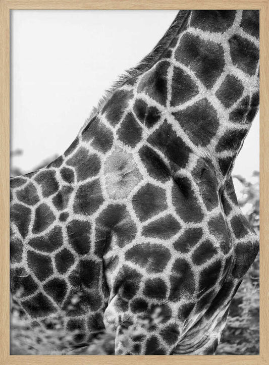 Intricate Patterns Of A Giraffe's Skin – B2B