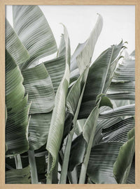 Banana Leaves In Soft Lighting – B2B