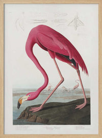Pink Flamingo From Birds of America (1827) – B2B